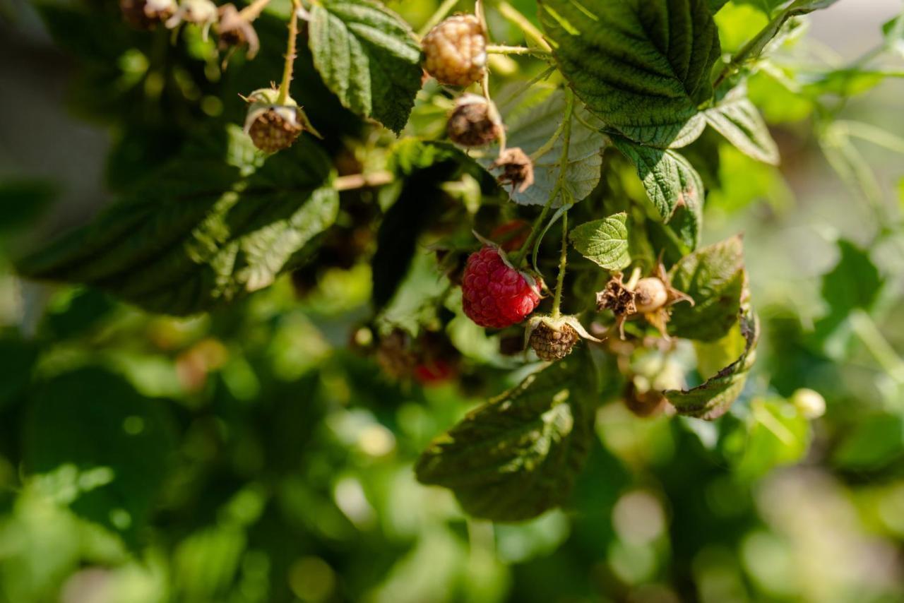 Quinta De Vila Nova - Agroturismo Monção Kültér fotó